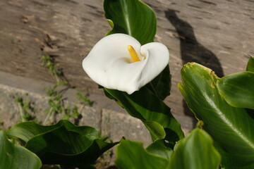 Il fiore di una calla in una giornata di primavera.