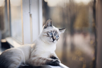 Portrait of a curious Thai cat lying on the windowsill.