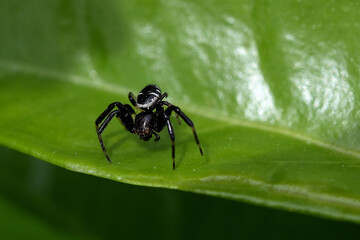 heliophanus cupreus