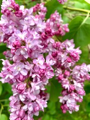 pink lilac, pink flowers