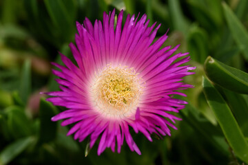 Obraz premium fleur de griffe de sorcière