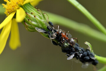 fourmis élevant des pucerons