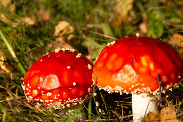 Fliegenpilz, Pilz, Glück, Gift