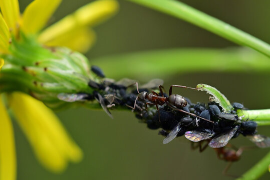 fourmis &eacute;levant des pucerons