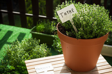 Flowerpot With Fresh Thyme Herb Growing on Balcony in Urban Eco Home Gardden