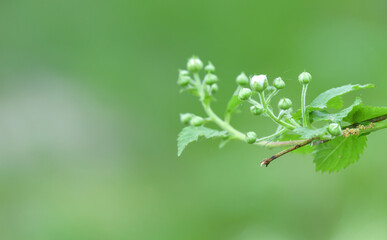 budding flower ready to bloom in Spring