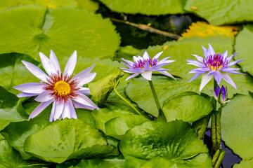 lotus in the pond