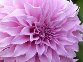 Obraz premium Pink dahlia flower closeup