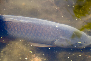 Large fish swimming in the pond