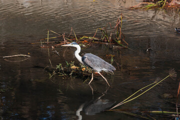 the heron walks in the water