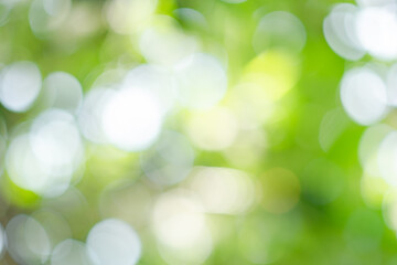 Fototapeta premium green bokeh background