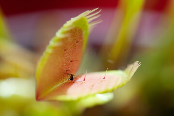 Venus Fly Trap with Insect (Unsprung) - obrazy, fototapety, plakaty