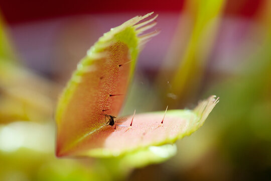 Venus Fly Trap with Insect (Unsprung)