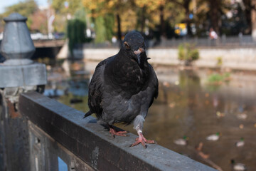 pigeon sitting on the fence