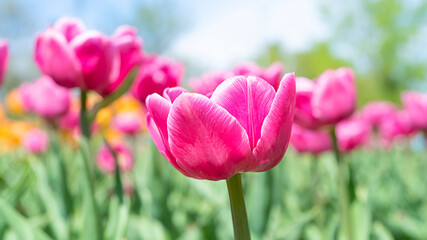 Pink flowers tulips spring summer natural beautiful background