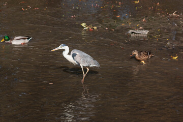 the heron walks in the water