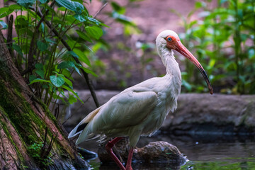 yellow billed stork