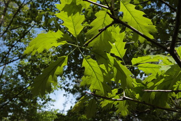 Red oak
