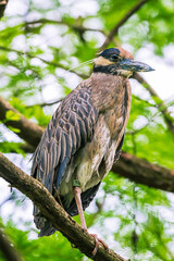 heron