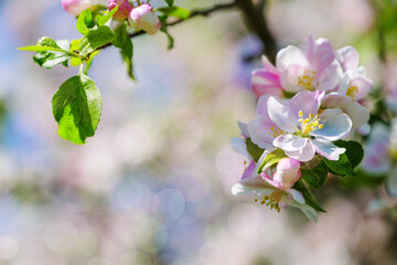beautiful petals of a blooming apple tree on the background of spring nature