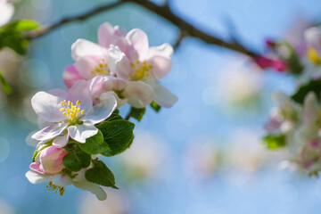Obraz premium beautiful petals of a blooming apple tree on the background of spring nature
