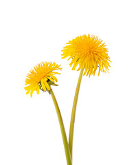 Dandelions flowers with leaves, isolated on white background. Herbal medicine.
