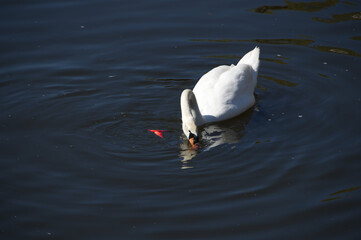 A swan feeding and swimming in a canal.