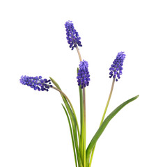 Muscari flowers isolated on white background. Grape Hyacinth. Beautiful spring flowers.