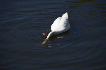 A swan feeding and swimming in a canal.
