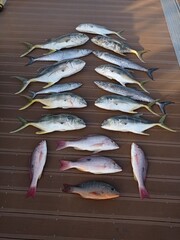 fresh fish on ice
