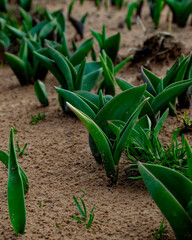 Fototapeta premium Tulip leaves in sandy ground