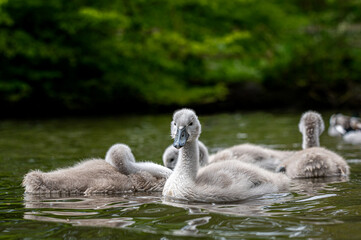 Mute swan cygnets