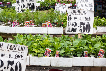Dahlias flower plant for sale in market