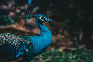 The shiny Indian peafowl, Blue peafowl (Pavo cristatus), elegant and beautiful.