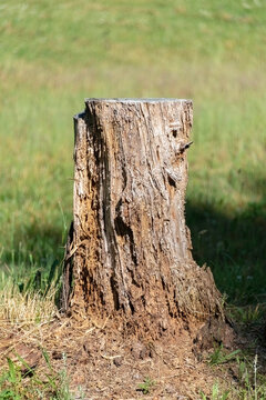 Closeup of a trunk of a tree on green background.
