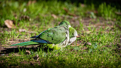 Two parrots blabbering in the ear