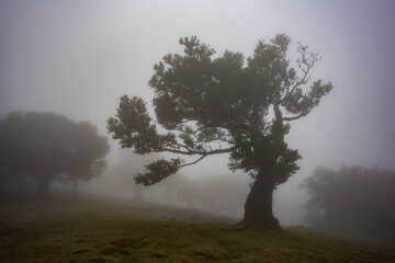 Obraz na płótnie Canvas Misty landscape with Til trees in Fanal, Madeira island, Portugal.