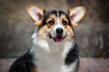 Welsh corgi dog tricolor