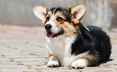 Welsh corgi puppy dog tricolor