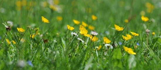 P&acirc;querettes et pissenlits dans le parc de Barr&eacute; &agrave; Briec en Bretagne Cornouailles Finist&egrave;re France	