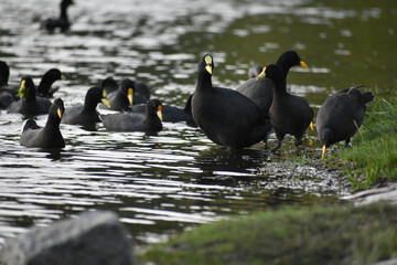 group of different kinds of coot at a lake
