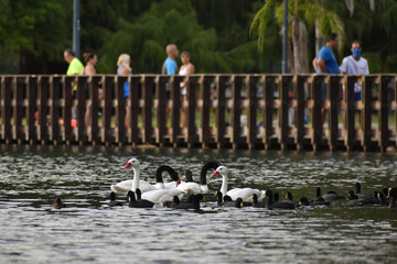 group of water birds at lago de regatas, Buenos Aires, with people doing exercise