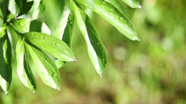 Krople deszczu na liściach piwonii. 