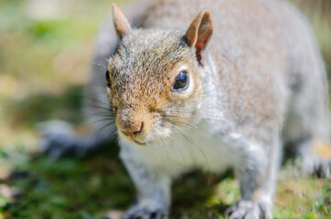 Naklejka na ściany i meble Cute grey and white squirrel waiting to be feed in Stockwood Park, England.