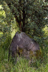 a large rock in the middle of a lush forest, with grass and a large tree in the background, nature landscape