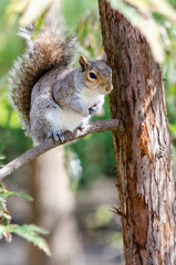 Little grey fluffy squirrel poser in the tree waiting for food.