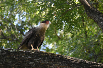 Southern Caracara (Caracara plancus) in a tree
