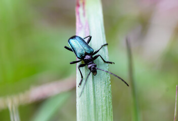 Green beetle caught on the grass. Macro photo