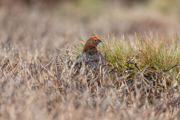 Red Grouse male in natural moorland habitat.  Scientific name: Lagopus Lagopus. Prolonged wet weather in the UK during May 2021 affected many ground nesting birds like Grouse.   Space for copy.