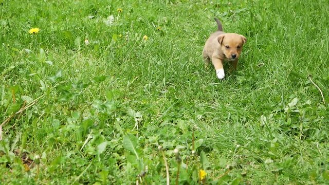 A mongrel puppy walking on the grass. Front view. Slow motion